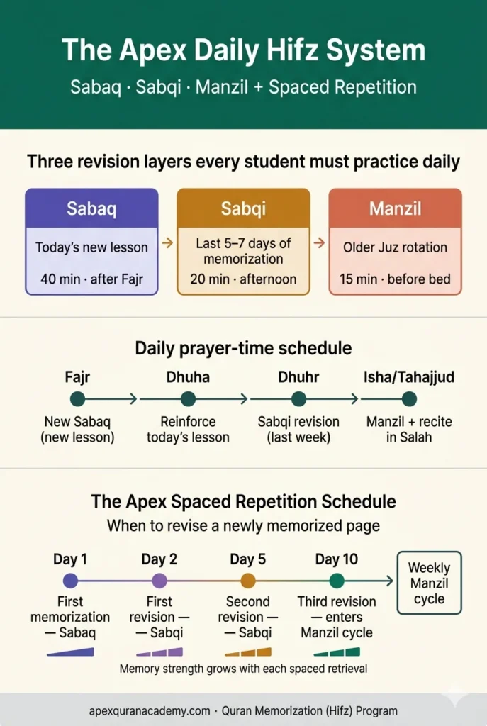 The Apex Daily Hifz System explained infographic 